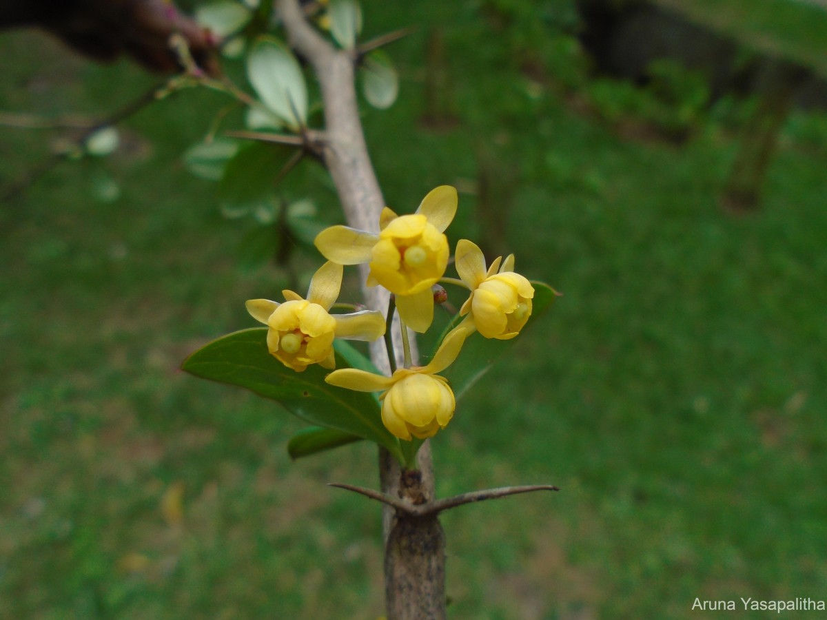 Berberis wightiana C.K.Schneid.